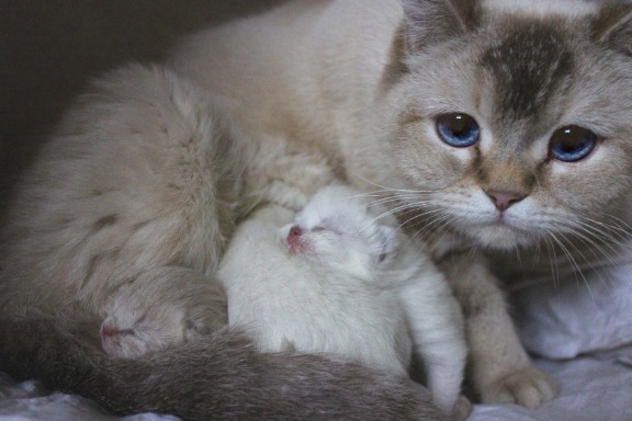 Britisch Kurzhaar Katzenbabys 2 Tage alt